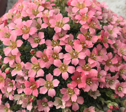 Saxifraga 'Leonardo Da Vinci'